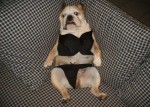 Bulldog_in_a_bikini__One_doesn_t_see_that_everyday_.jpg