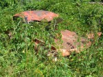 DSCF0730.JPG
