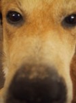 bruno,.JPG