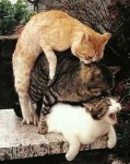 kittykittygangbang.jpg