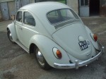 mark_beetle_611.JPG