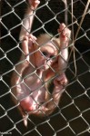 monkey.jpg