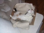 mimi_entspannt.JPG