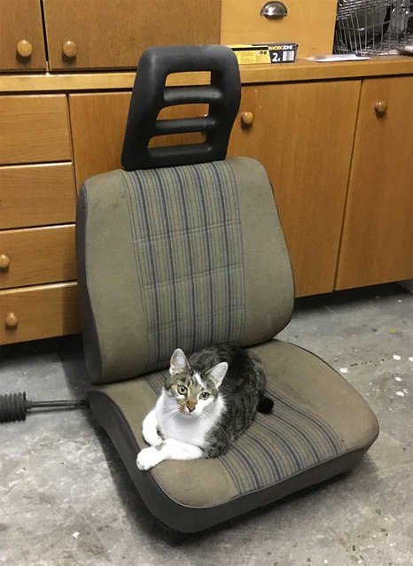 catseat.jpg